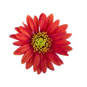 Orange bradford flower
