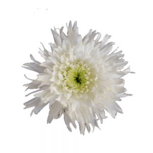 Tiara flower