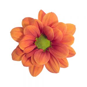 Orange Managua flower