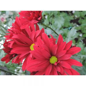 red daisy flower in Uniflor's farm