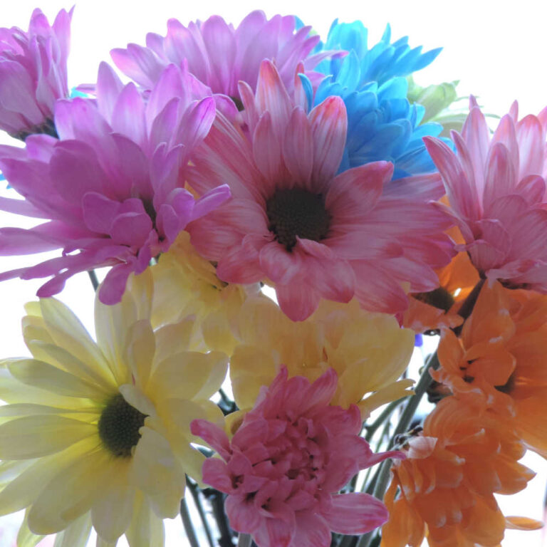 Pastel Daisy Chrysanthemums Flower Uniflor