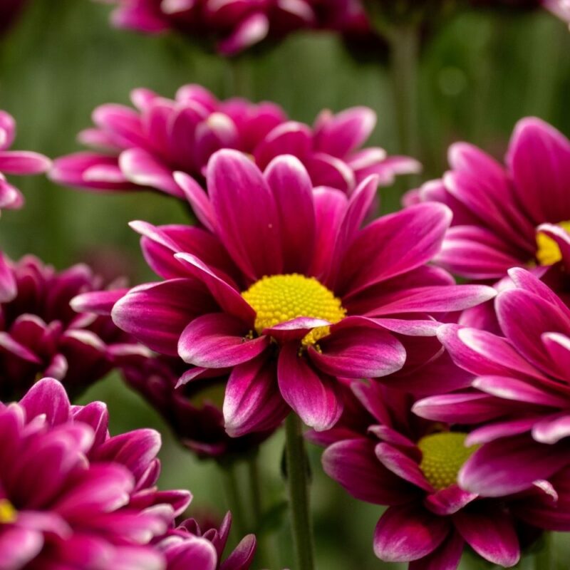 Handsome Chrysanthemums Flower - Image 3