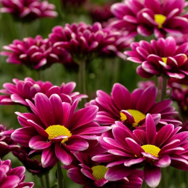 Handsome Chrysanthemums Flower - Image 2