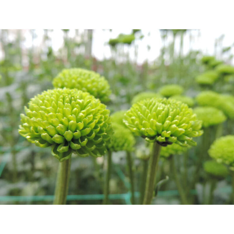 Country Green Chrysanthemums Flower - Image 3