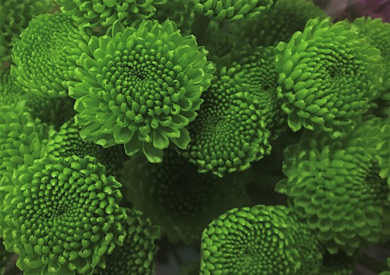 Country Green Chrysanthemums Flower - Image 2