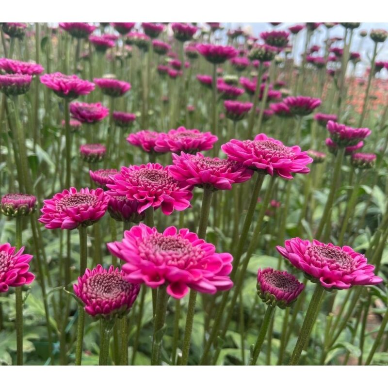 Uva Purple Chrysanthemums Flower - Image 4