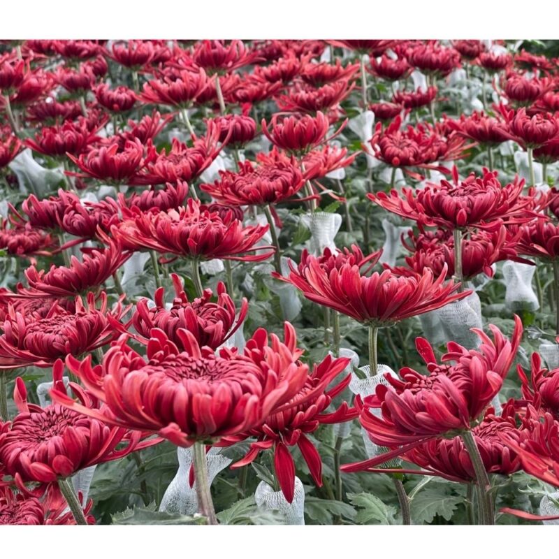 Kiss Red Chrysanthemums Flower - Image 2