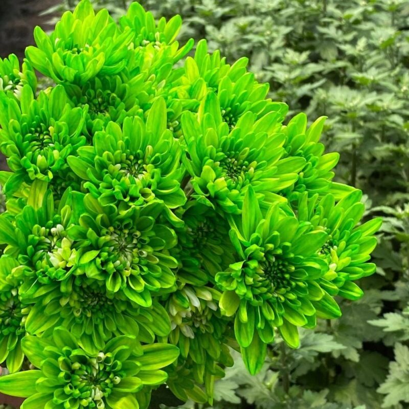 Green Neon Tinted Cushion Chrysanthemums Flower - Image 2