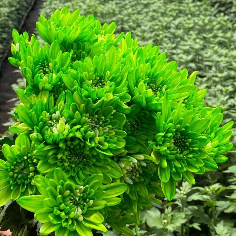 Green Neon Tinted Cushion Chrysanthemums Flower - Image 3