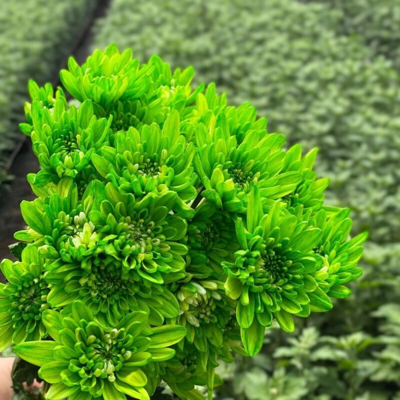 Green Neon Tinted Cushion Chrysanthemums Flower - Image 4