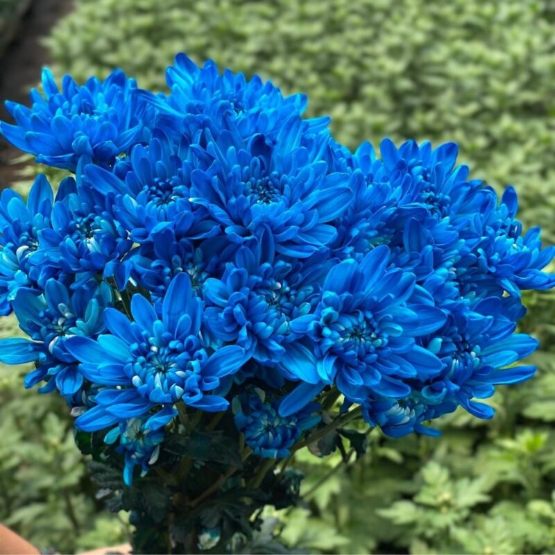 Sky Blue Neon Tinted Cushion Chrysanthemums Flower - Image 3