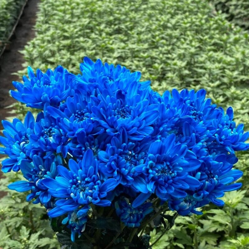 Sky Blue Neon Tinted Cushion Chrysanthemums Flower - Image 4