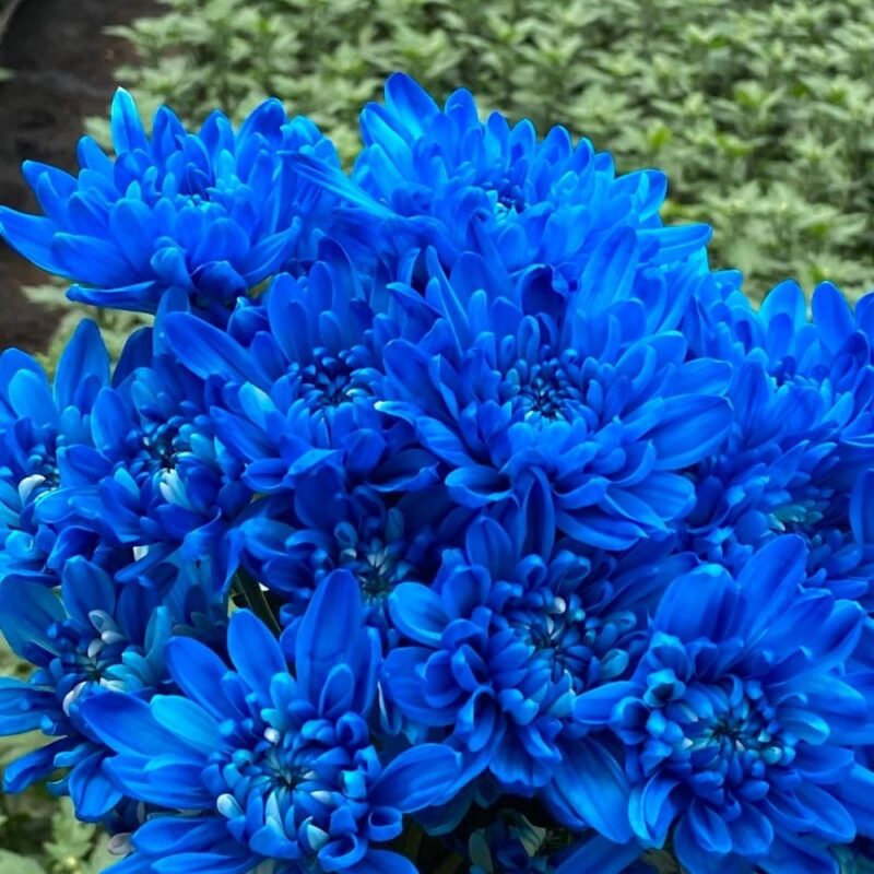Sky Blue Neon Tinted Cushion Chrysanthemums Flower - Image 2