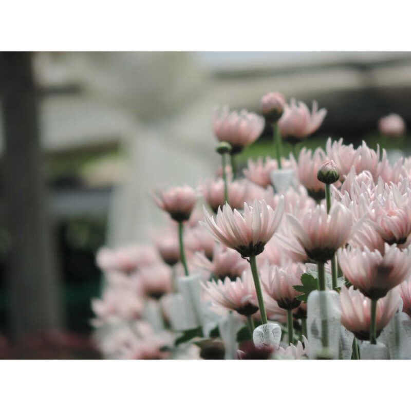 Yerevan Pink Chrysanthemums Flower - Image 7