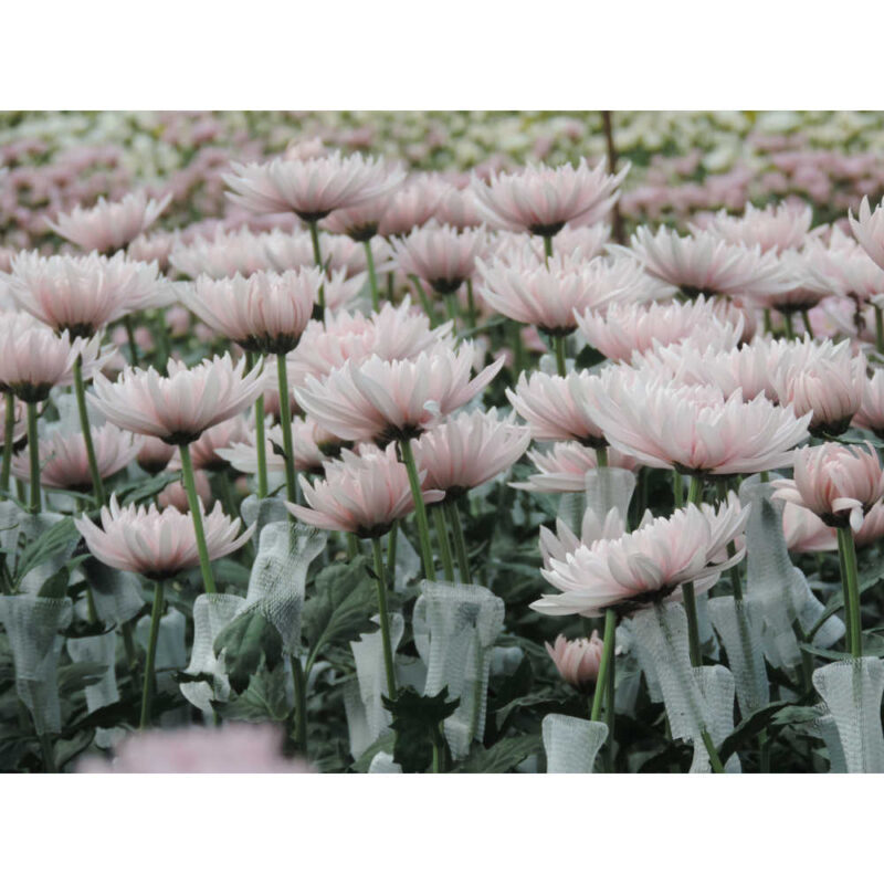 Yerevan Pink Chrysanthemums Flower - Image 5