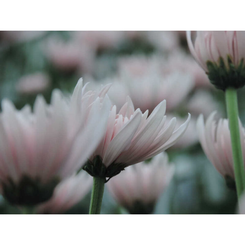 Yerevan Pink Chrysanthemums Flower - Image 6