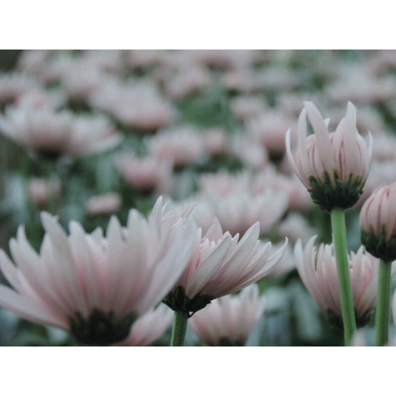 Yerevan Pink Chrysanthemums Flower - Image 8