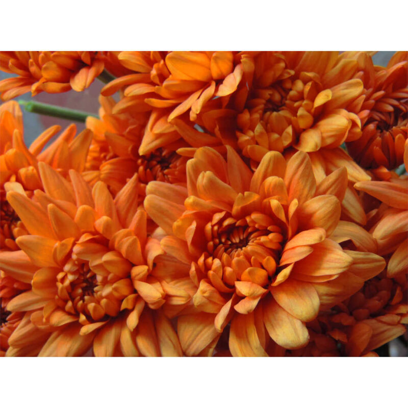 Sauron Bronze Chrysanthemums Flower - Image 3