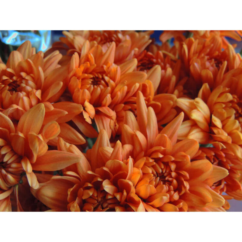 Sauron Bronze Chrysanthemums Flower - Image 7