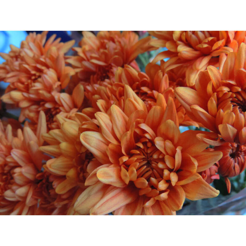 Sauron Bronze Chrysanthemums Flower - Image 6