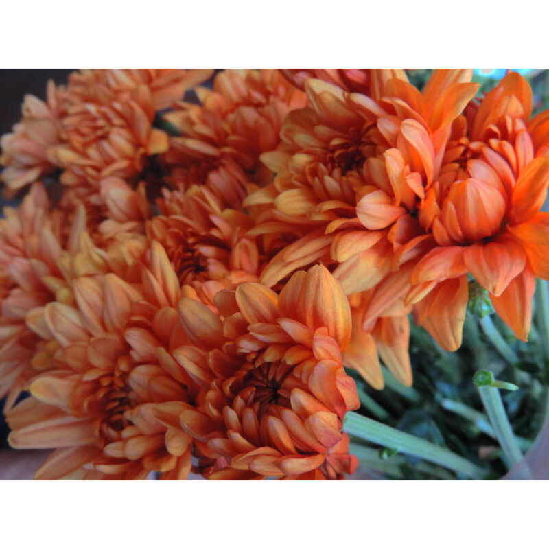 Sauron Bronze Chrysanthemums Flower - Image 5