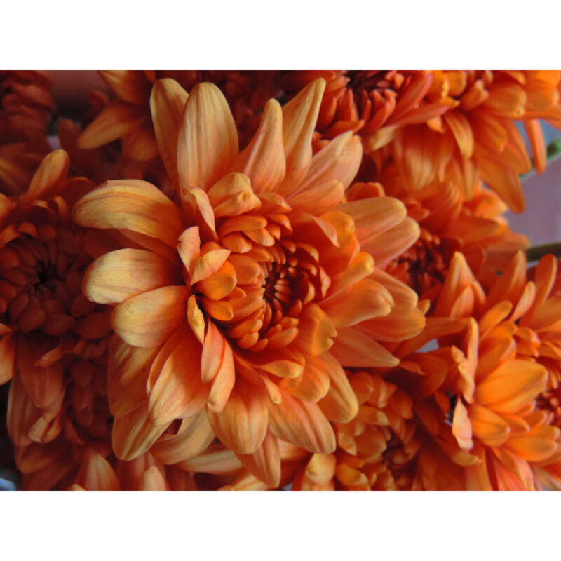Sauron Bronze Chrysanthemums Flower - Image 4