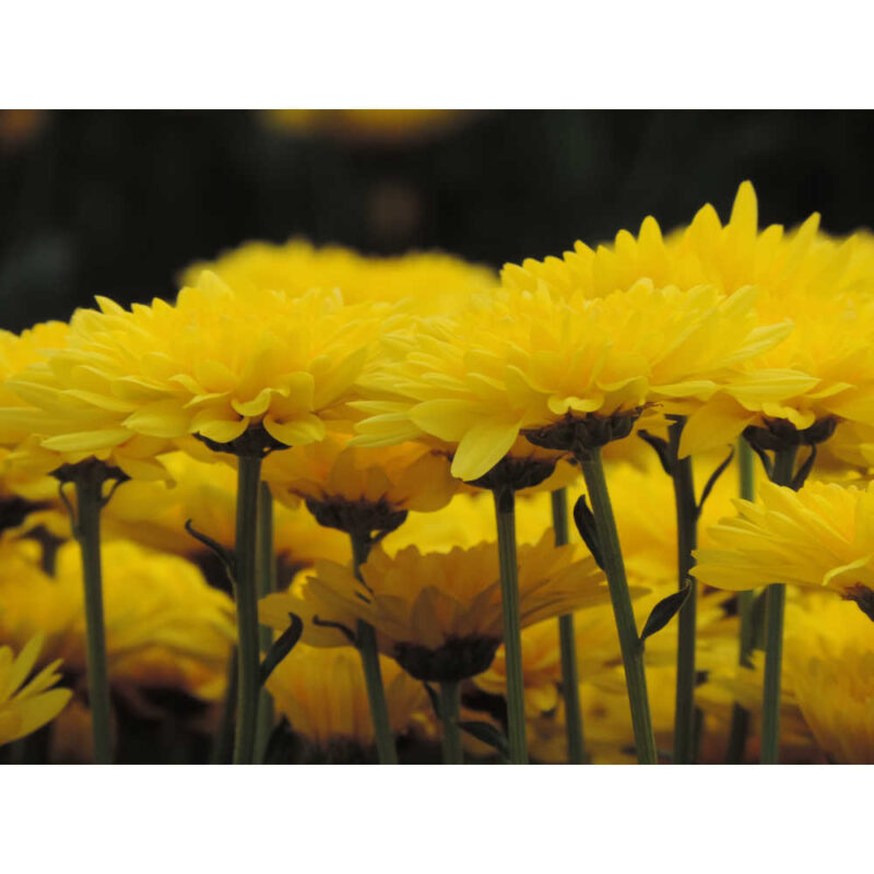 Soleado Yellow Chrysanthemums Flower - Image 5