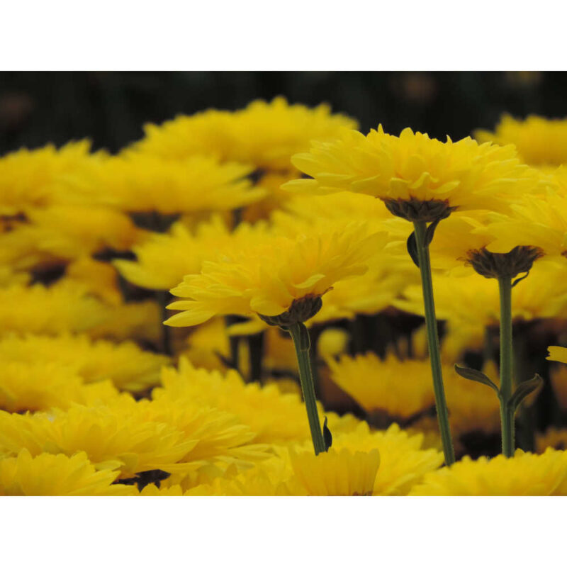 Soleado Yellow Chrysanthemums Flower - Image 7