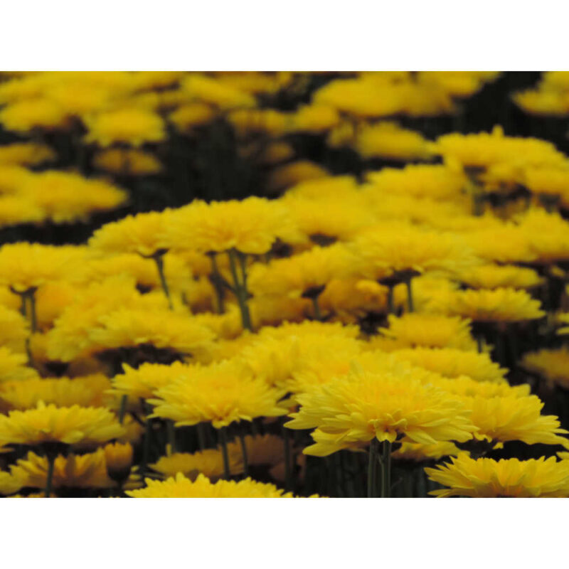 Soleado Yellow Chrysanthemums Flower - Image 4