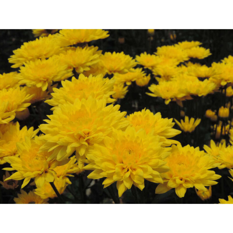 Soleado Yellow Chrysanthemums Flower - Image 3