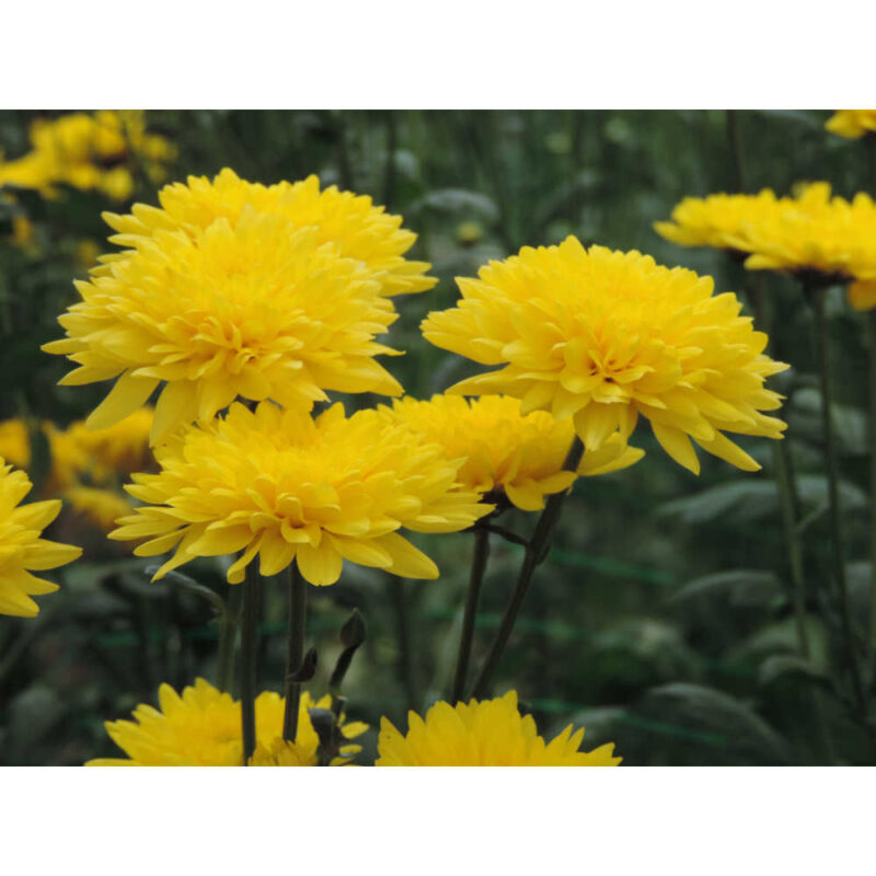 Soleado Yellow Chrysanthemums Flower - Image 2