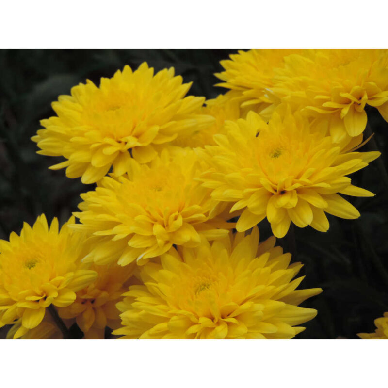 Soleado Yellow Chrysanthemums Flower - Image 6