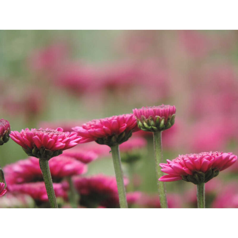 Uva Purple Chrysanthemums Flower - Image 3