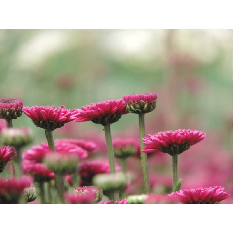 Uva Purple Chrysanthemums Flower - Image 2