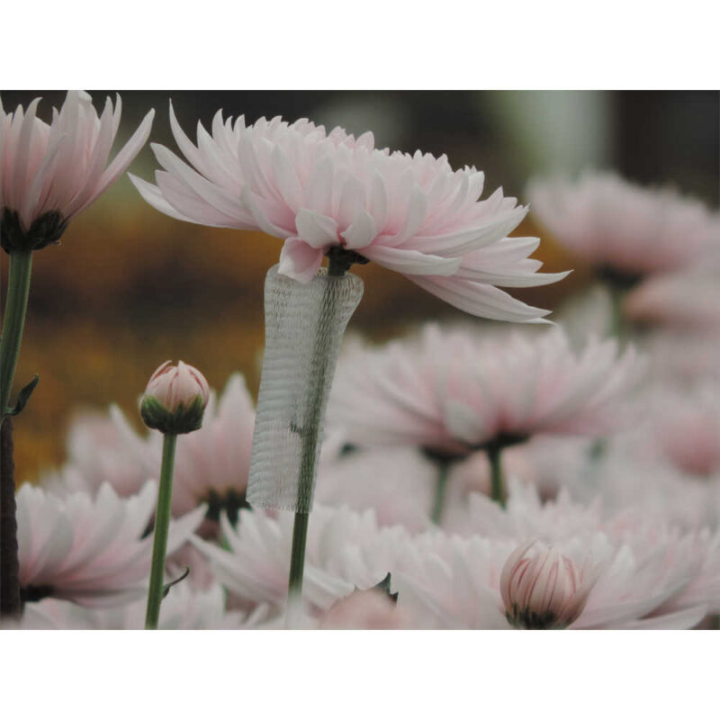 Yerevan Pink Chrysanthemums Flower - Image 2