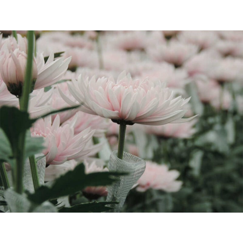 Yerevan Pink Chrysanthemums Flower - Image 4