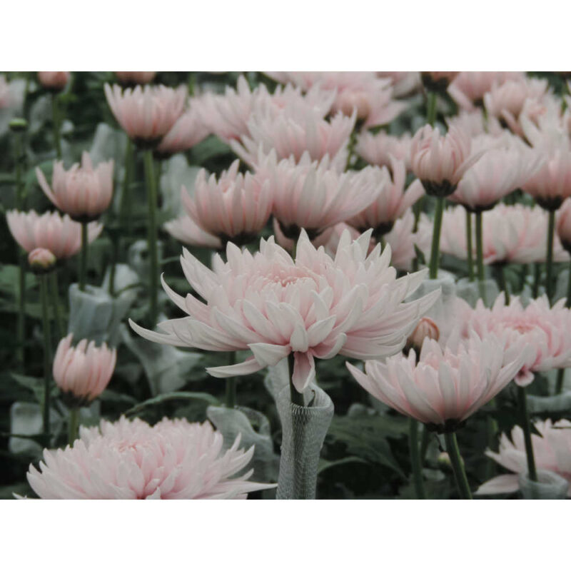 Yerevan Pink Chrysanthemums Flower - Image 3